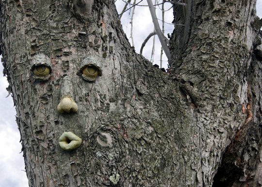 tree_face - euroharmonia